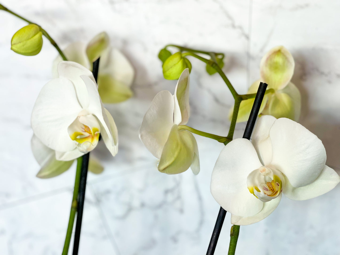 Double White Orchid Plant